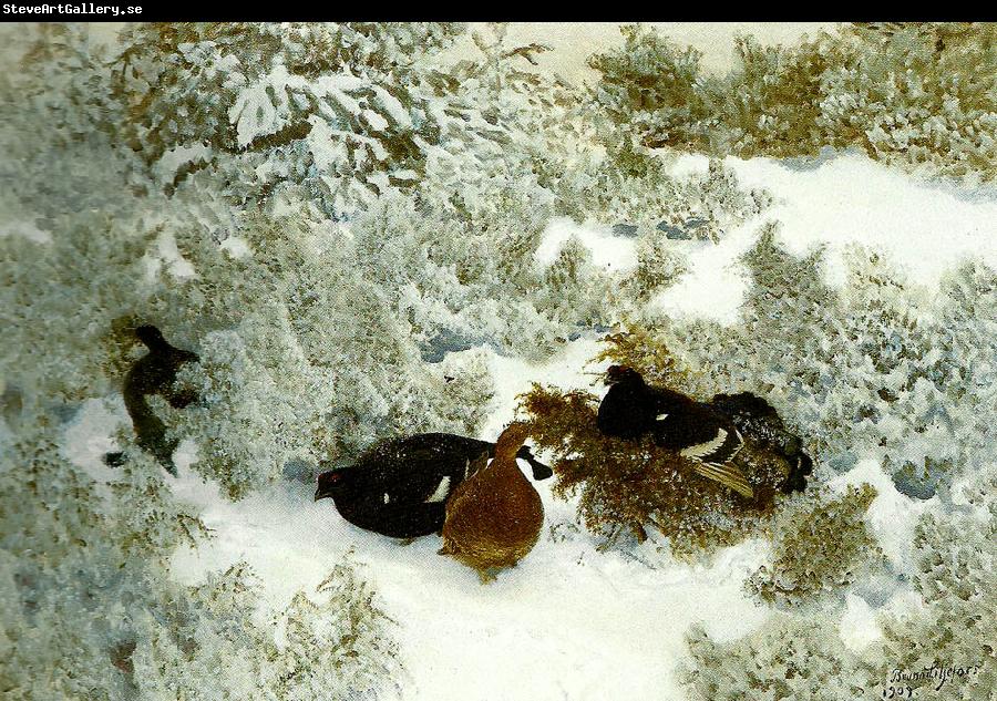 bruno liljefors vinterlandskap med orrar